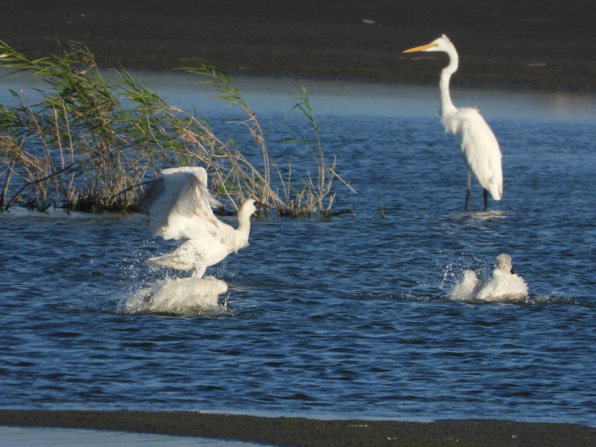 Black-faced Spoonbill - ML658686409