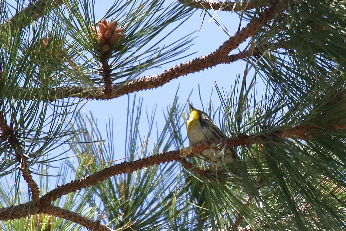 Grace's Warbler - ML658686979