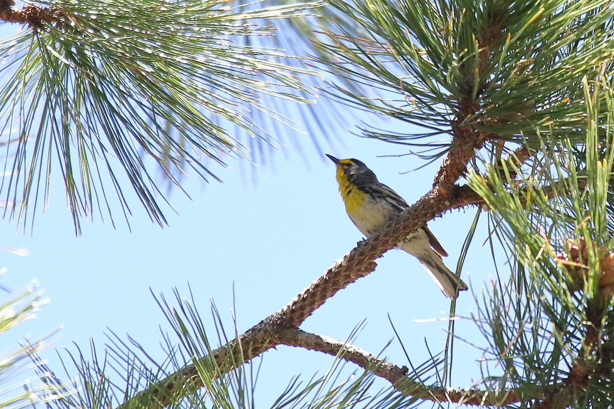 Grace's Warbler - ML658686980