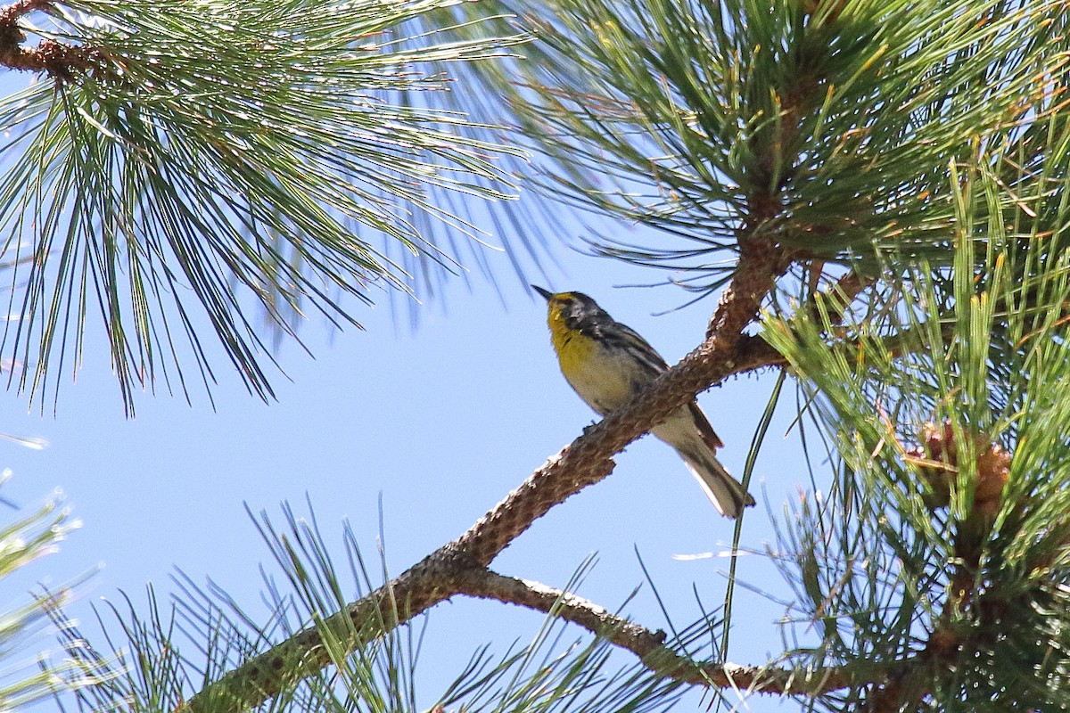 Grace's Warbler - ML658686981