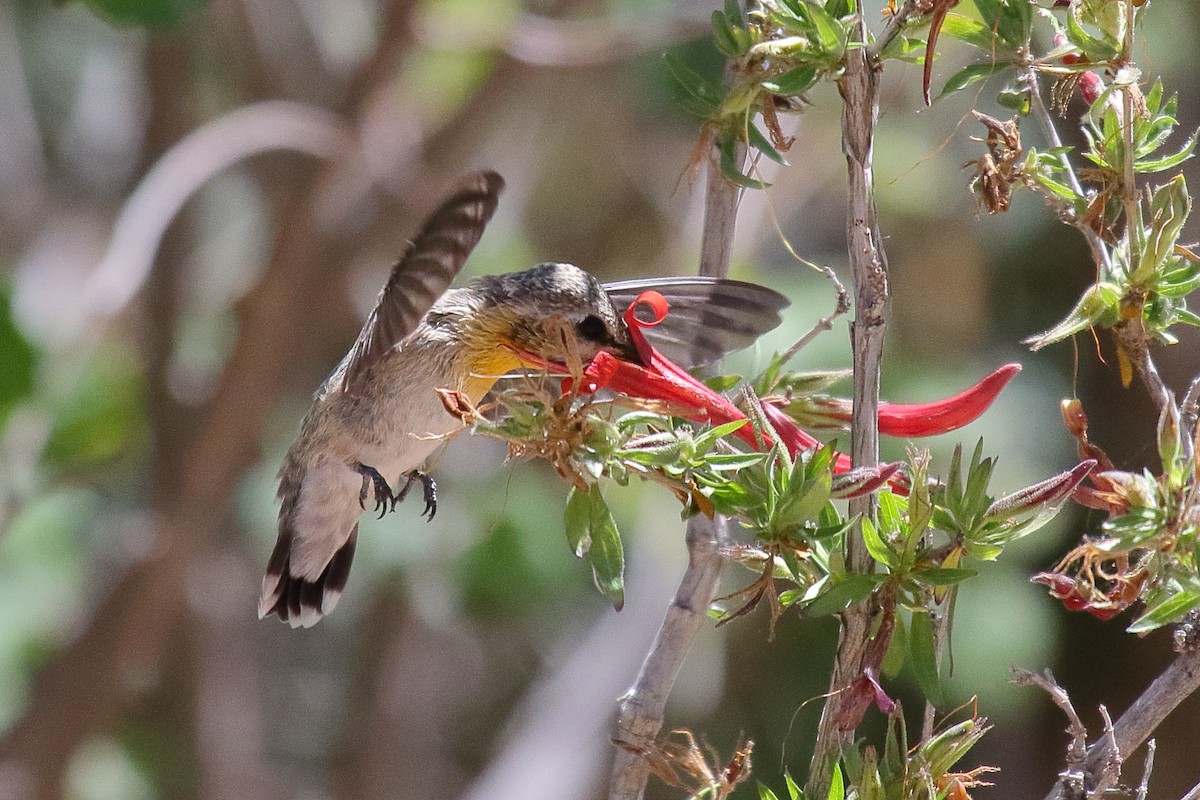 Costa's Hummingbird - ML658687152