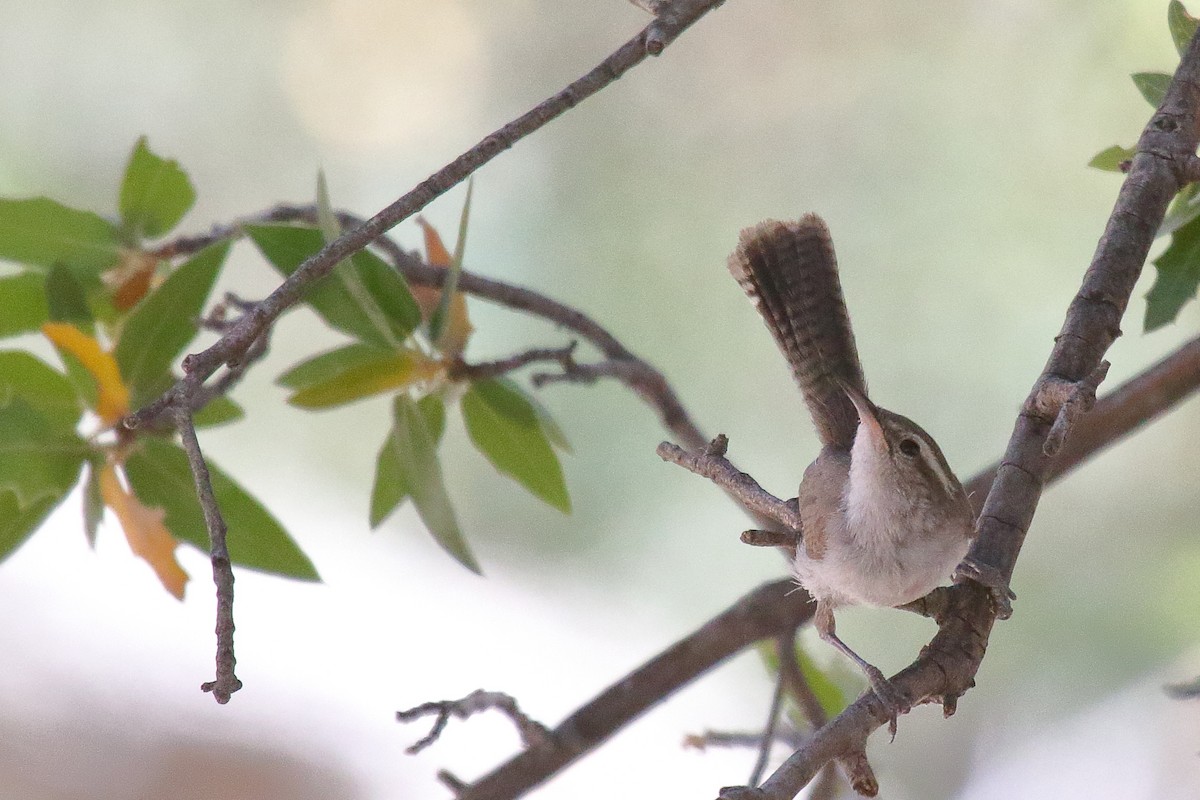 Bewick's Wren - ML658687171