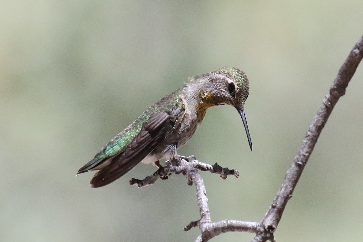 Anna's Hummingbird - ML658687188