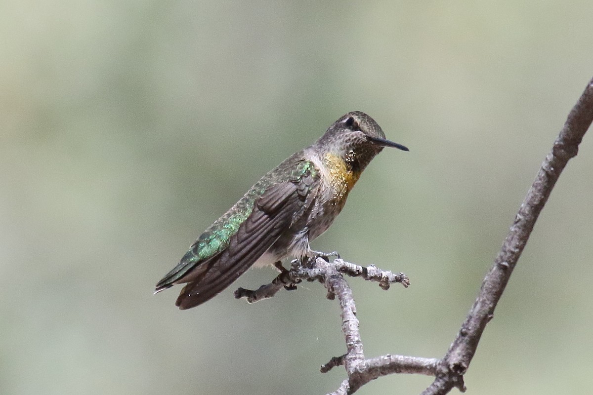 Anna's Hummingbird - ML658687189