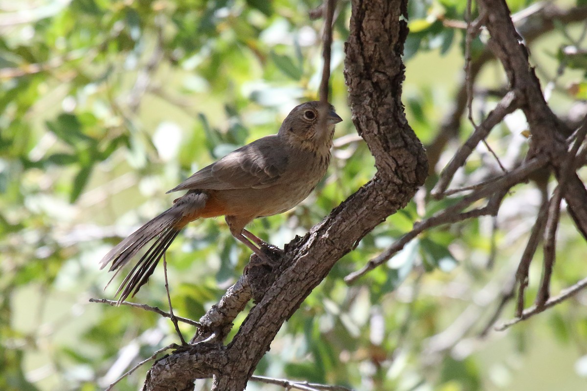 Canyon Towhee - ML658687202