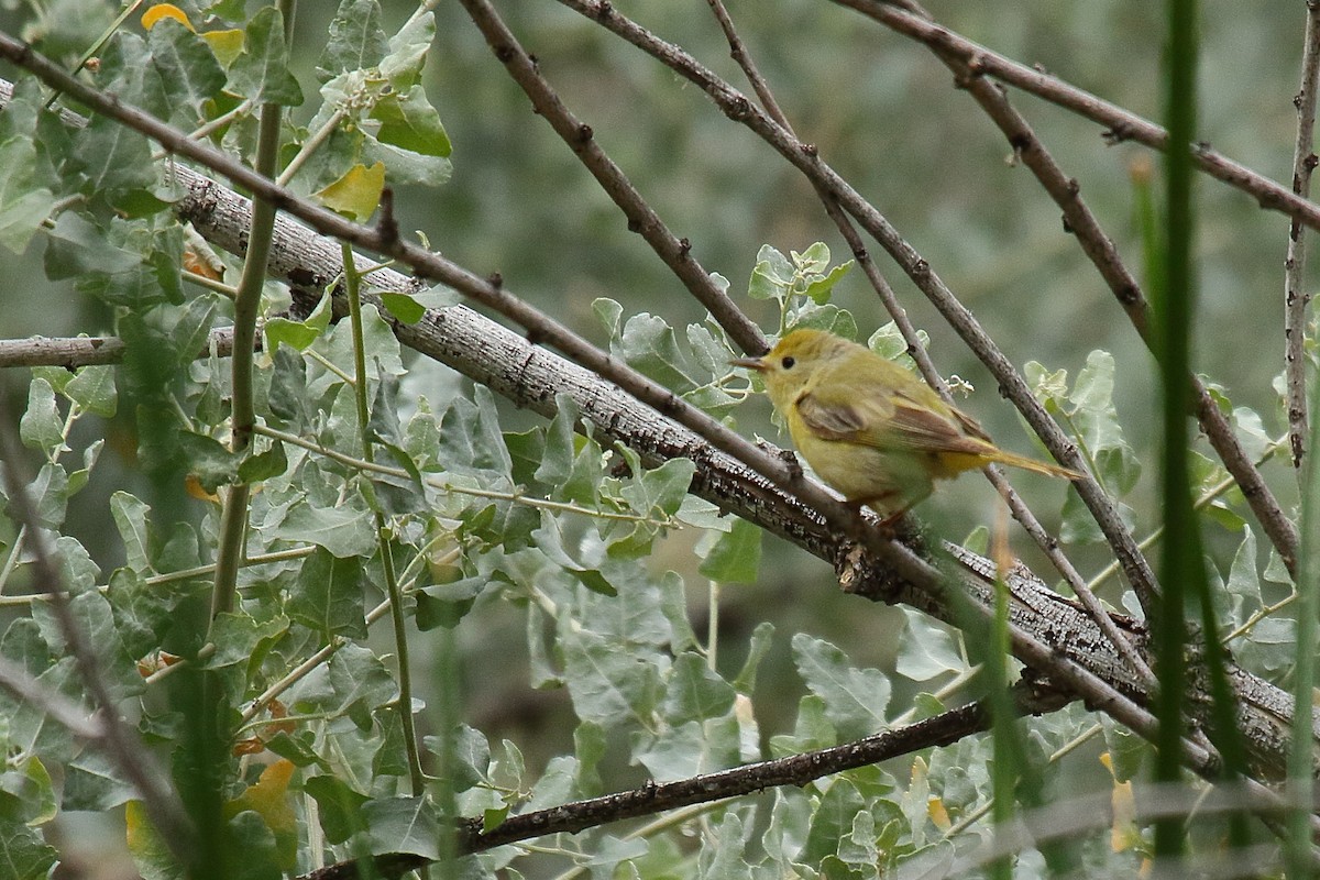 Northern Yellow Warbler - ML658687370