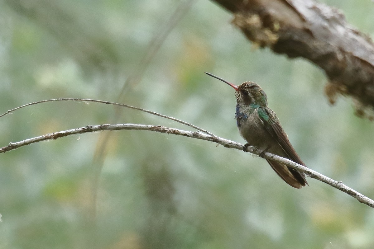 Broad-billed Hummingbird - ML658687378