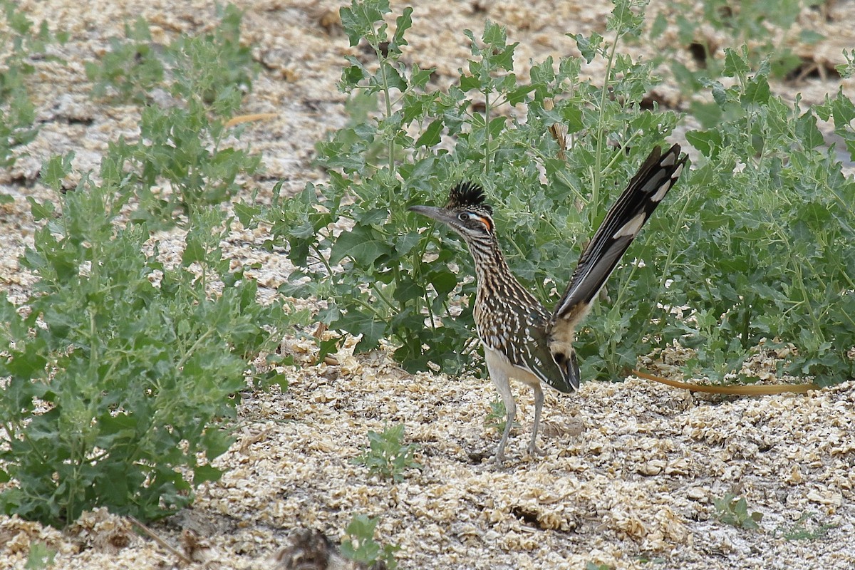 Greater Roadrunner - ML658687387
