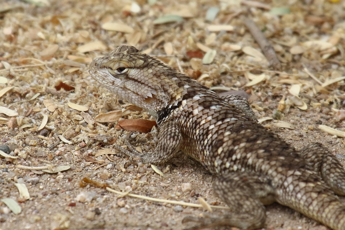 Desert Spiny Lizard - ML658687444