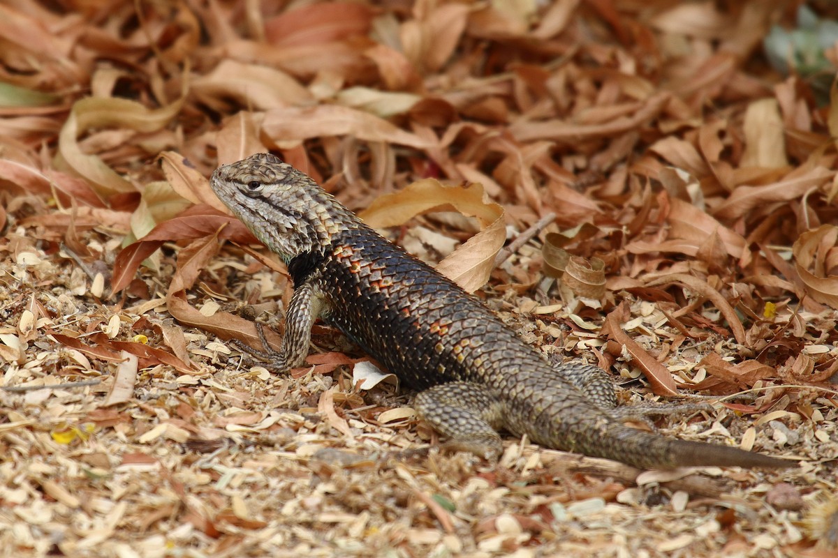 Desert Spiny Lizard - ML658687445