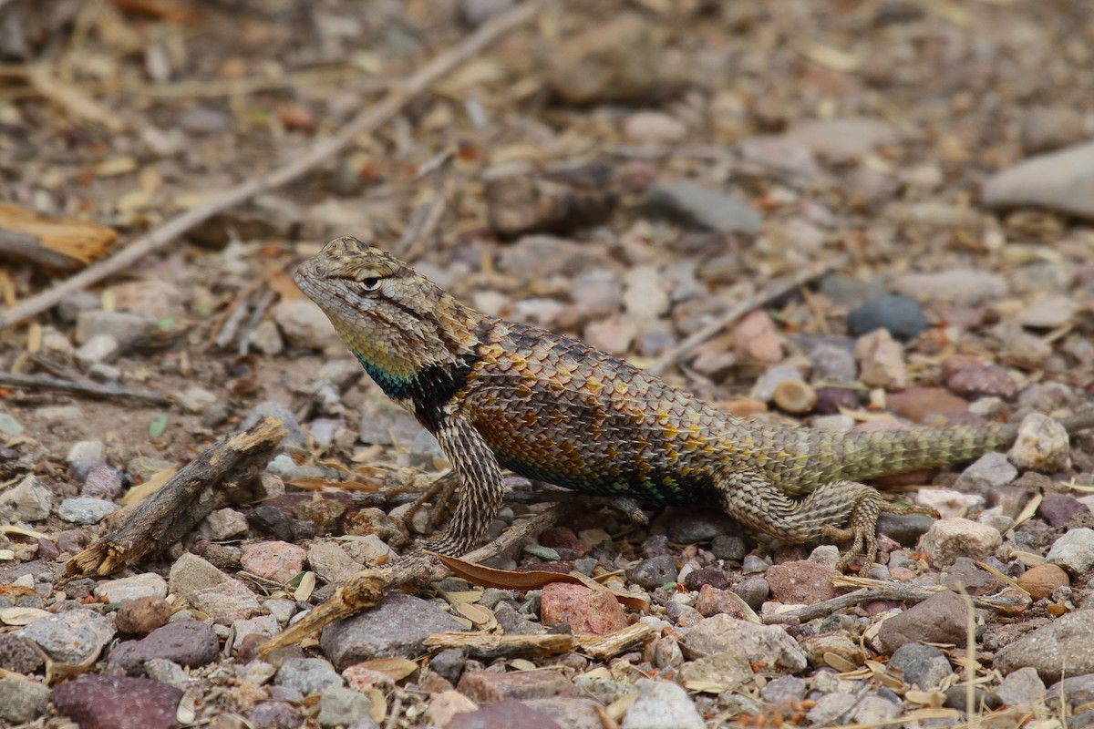 Desert Spiny Lizard - ML658687446