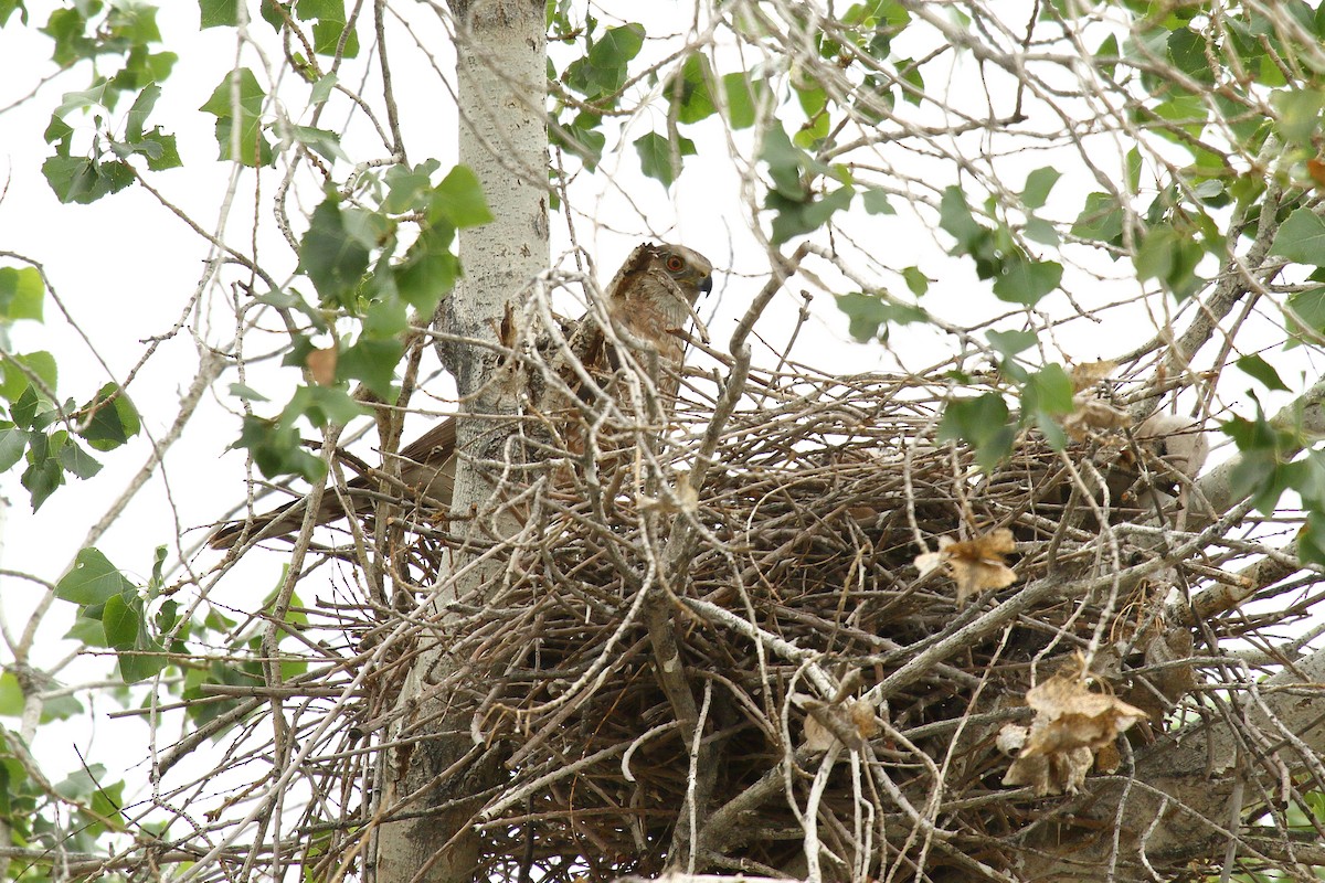 Cooper's Hawk - ML658687506