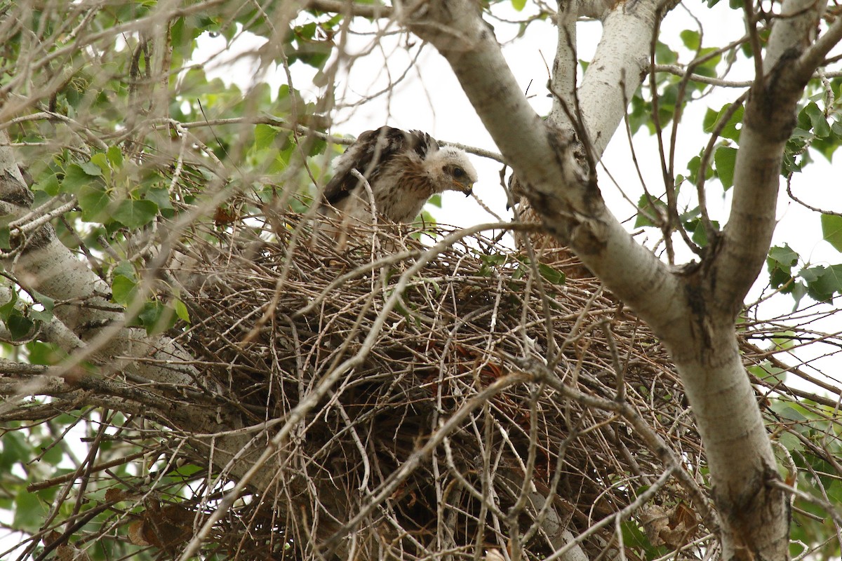 Cooper's Hawk - ML658687507