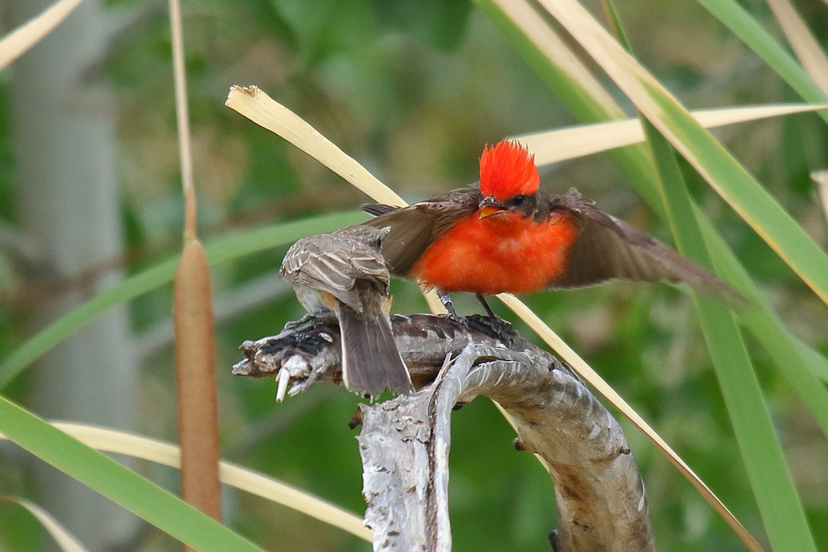 Vermilion Flycatcher - ML658687553