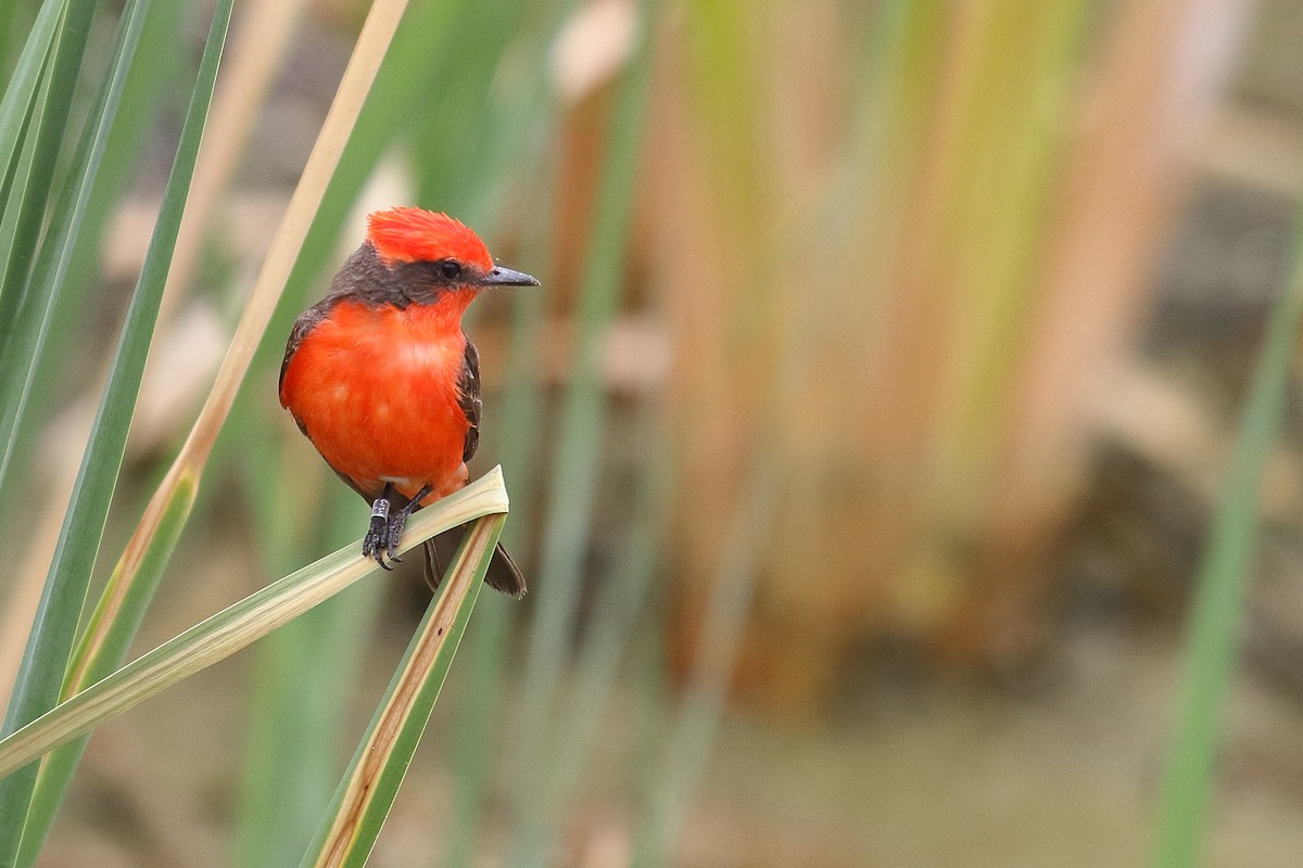 Vermilion Flycatcher - ML658687554