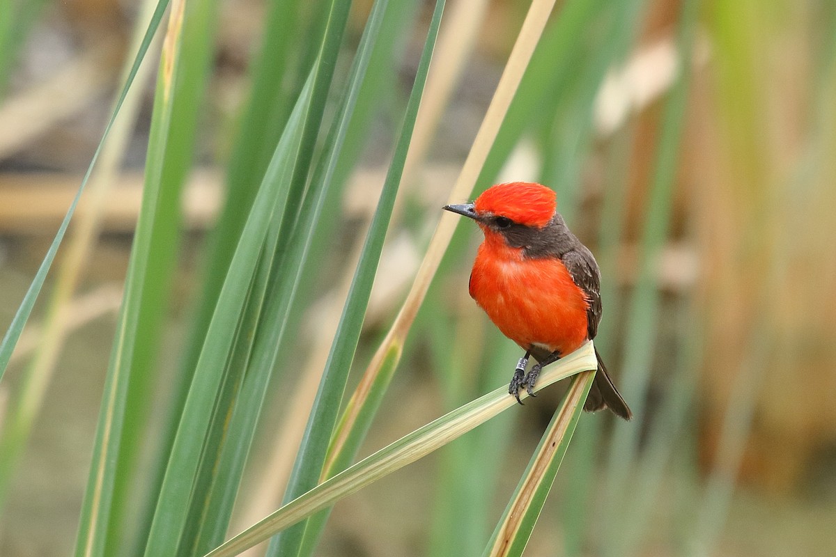 Vermilion Flycatcher - ML658687555