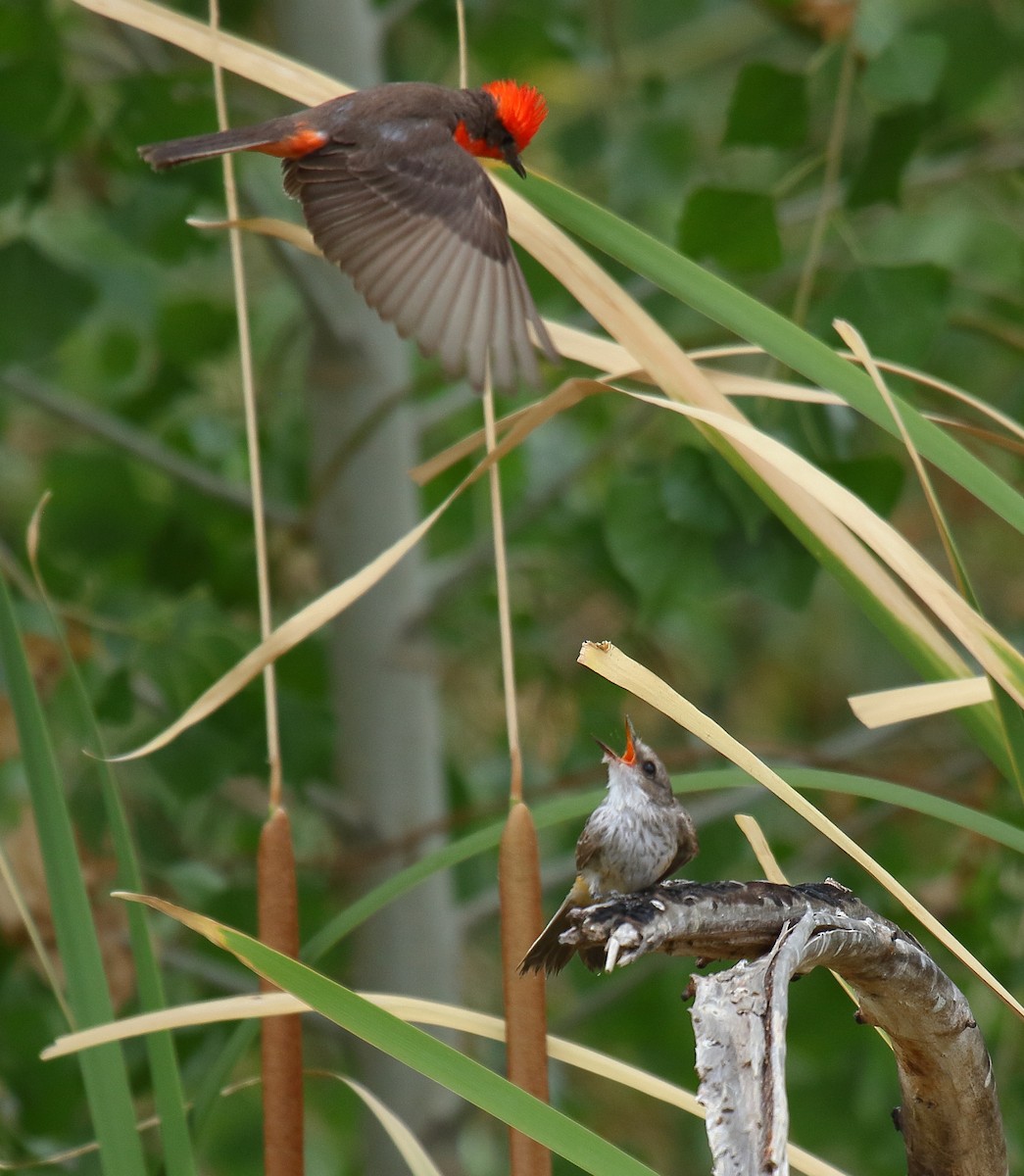 Vermilion Flycatcher - ML658687556