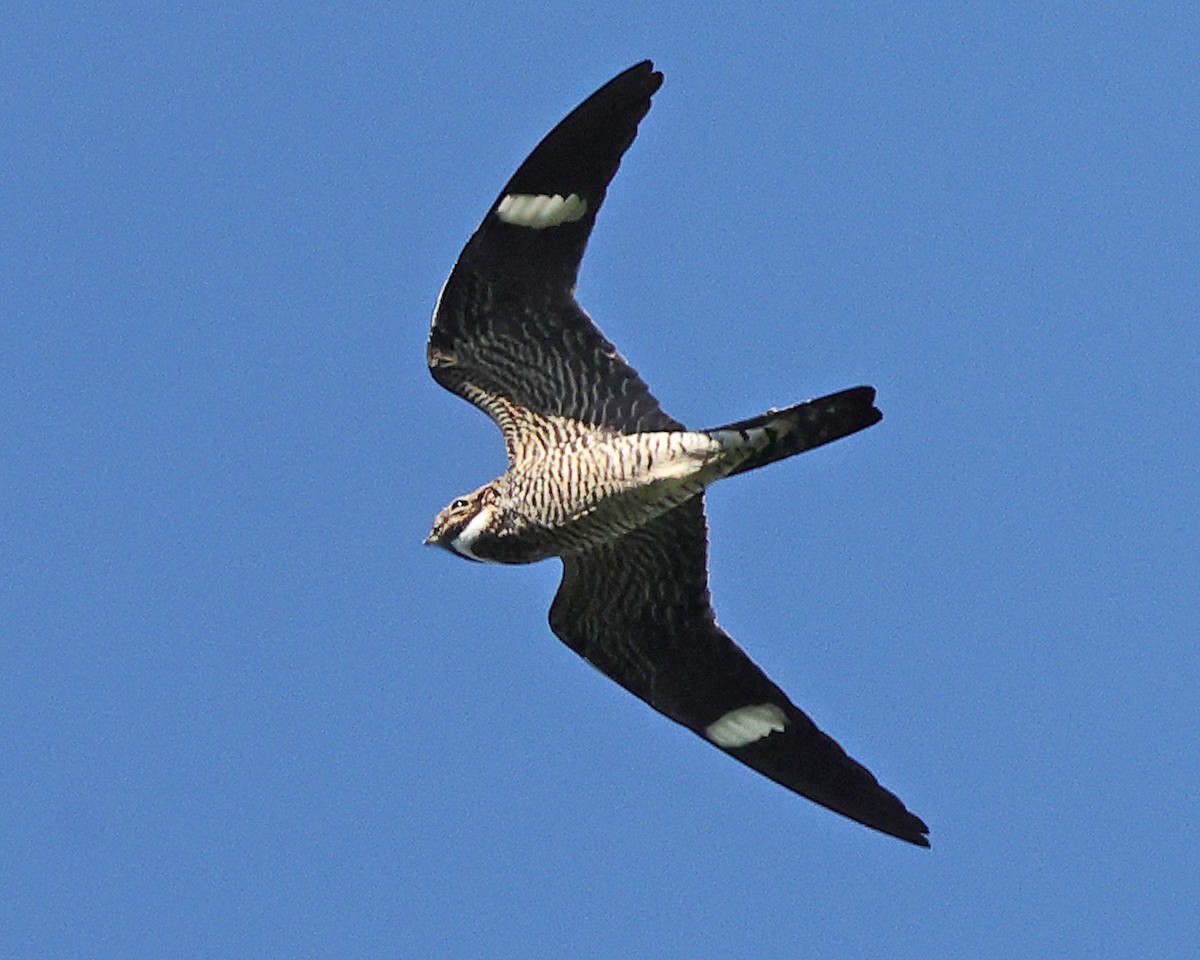 Common Nighthawk - ML658687618