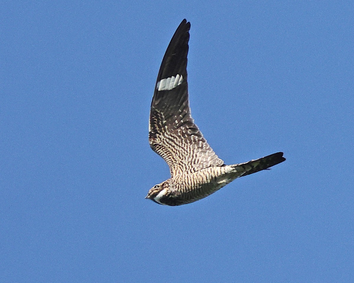 Common Nighthawk - ML658687623