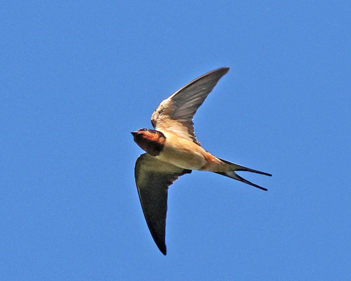 Barn Swallow - ML658687631