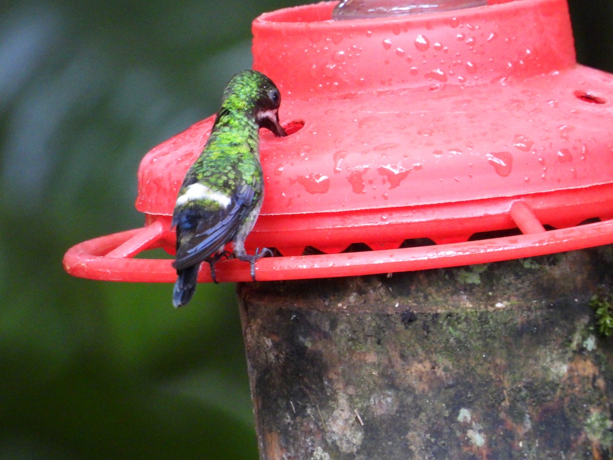 Green Thorntail - ML658688190