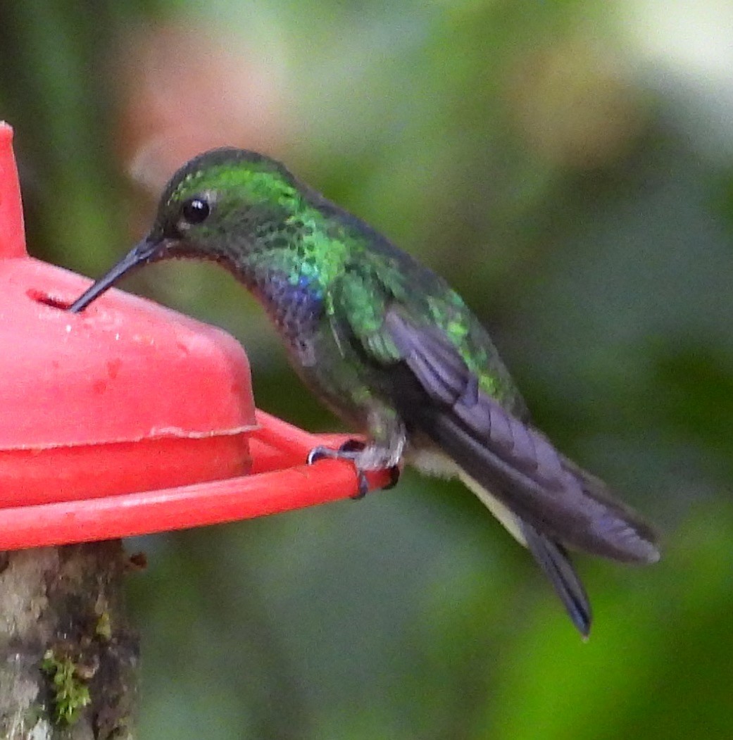 Purple-chested Hummingbird - ML658688321