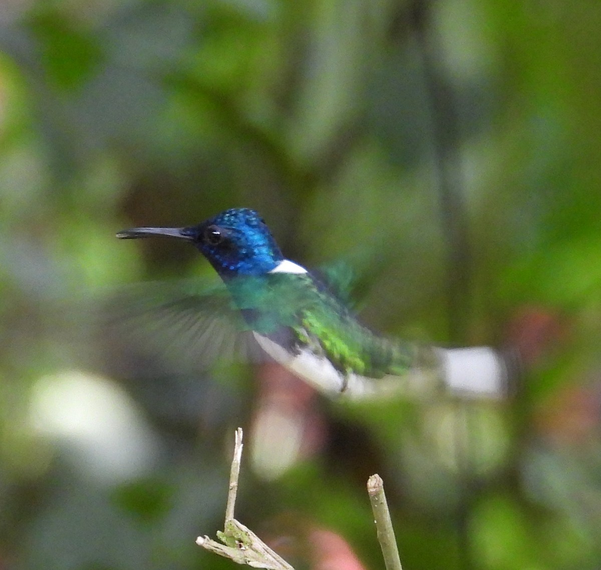 White-necked Jacobin - ML658688351