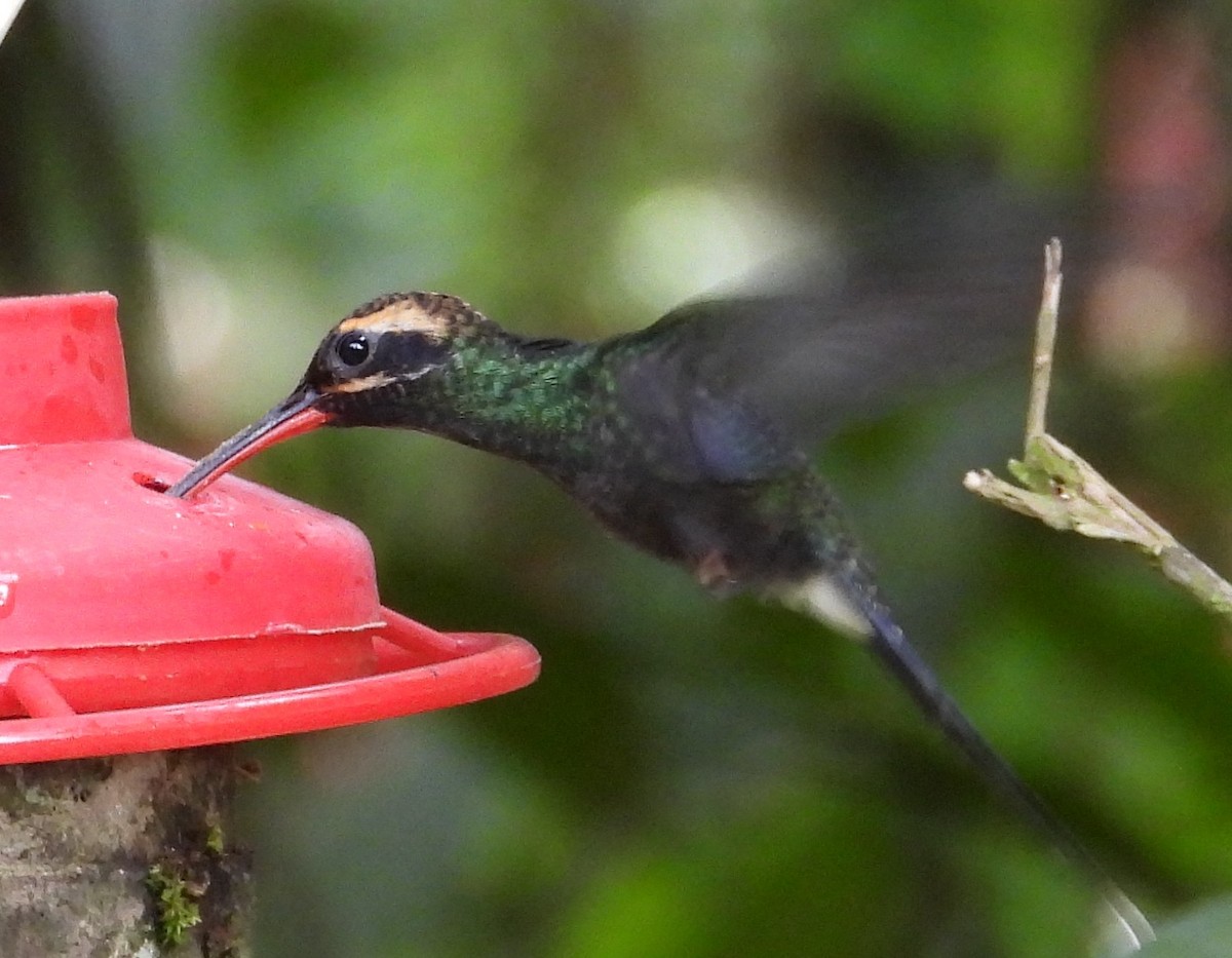 White-whiskered Hermit - ML658688448