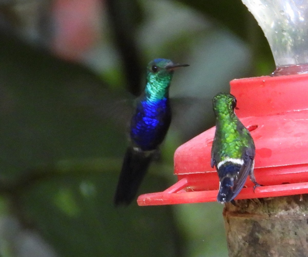 Violet-bellied Hummingbird - ML658688537