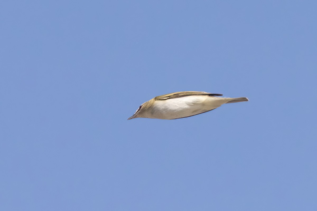 Red-eyed Vireo - ML658688748