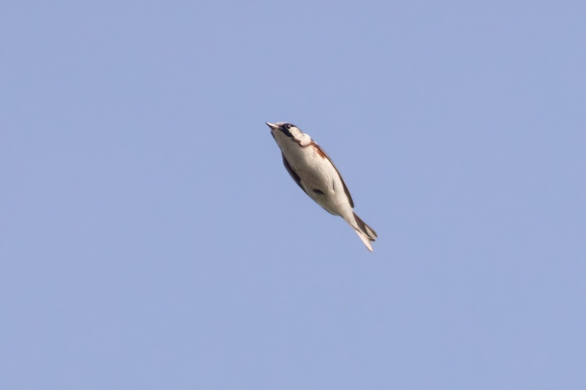 Chestnut-sided Warbler - ML658688768