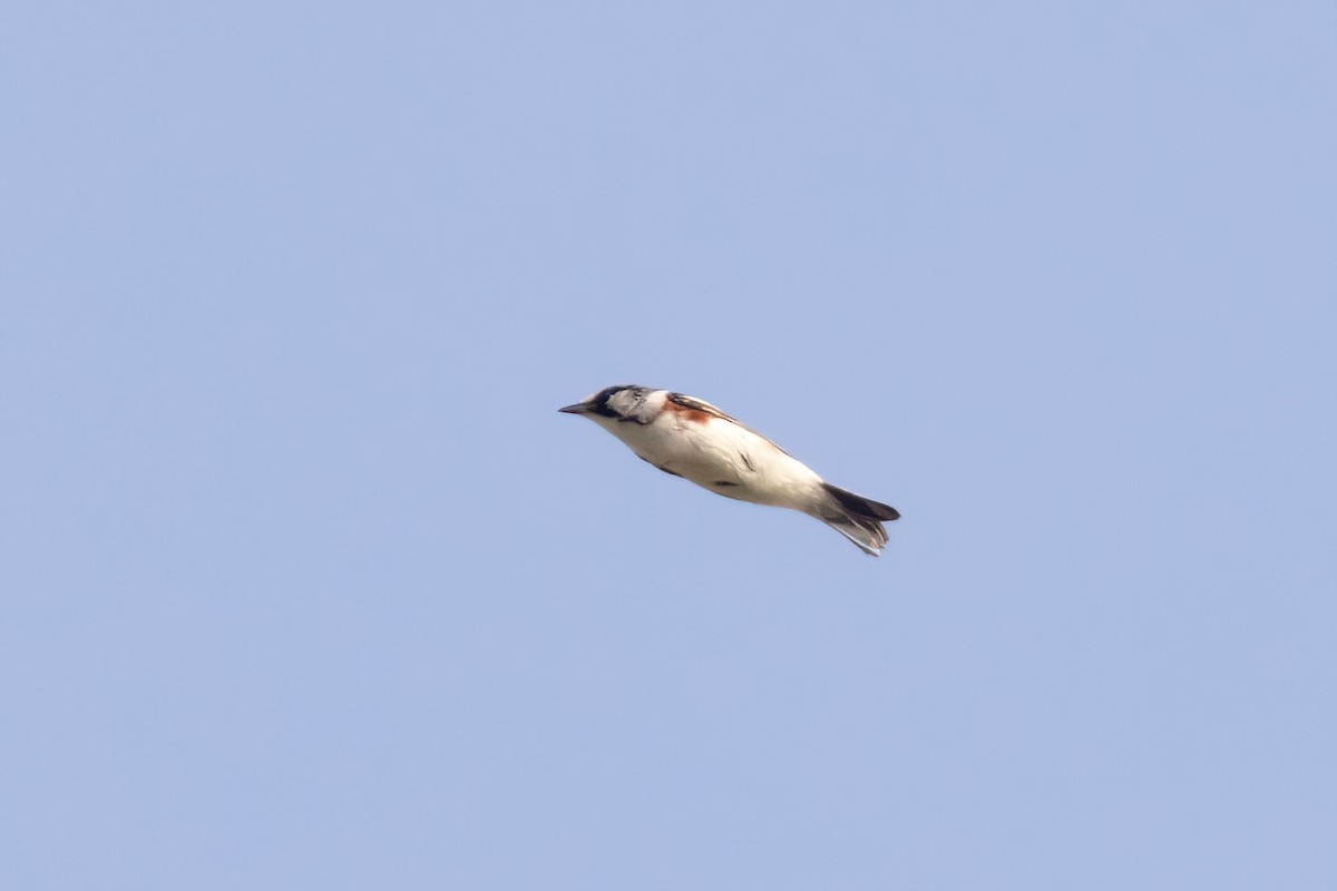 Chestnut-sided Warbler - ML658688769
