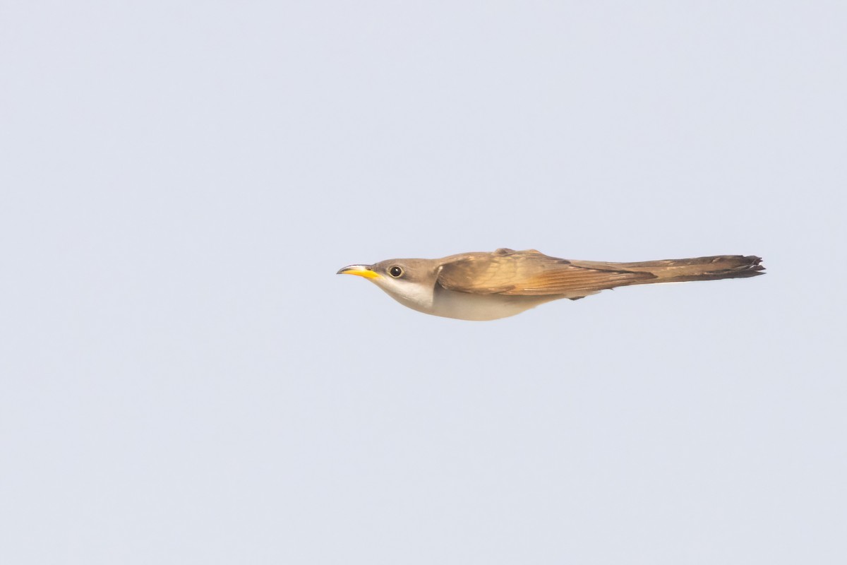 Yellow-billed Cuckoo - ML658688779