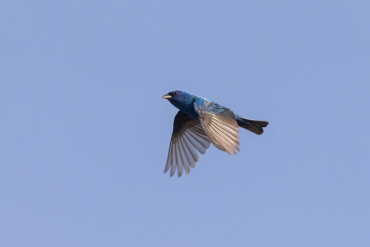 Indigo Bunting - ML658688787
