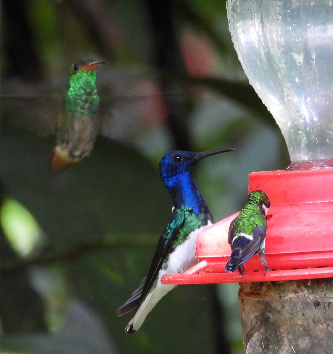 Rufous-tailed Hummingbird - ML658688788