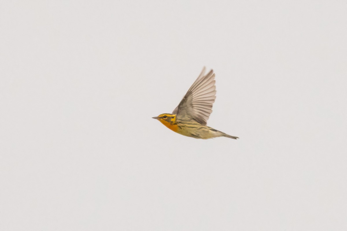 Blackburnian Warbler - ML658688800