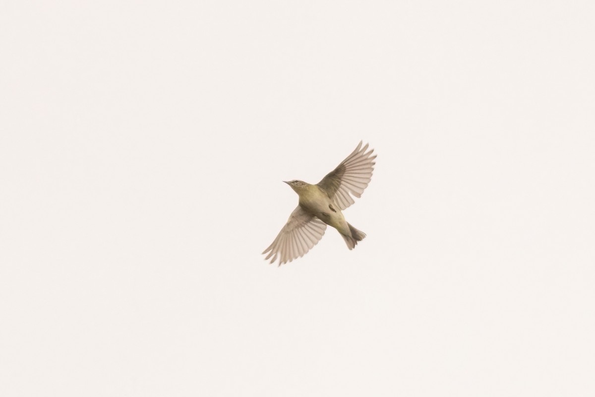 Tennessee Warbler - ML658688802