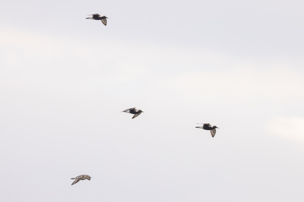 Black-bellied Plover - ML658688839