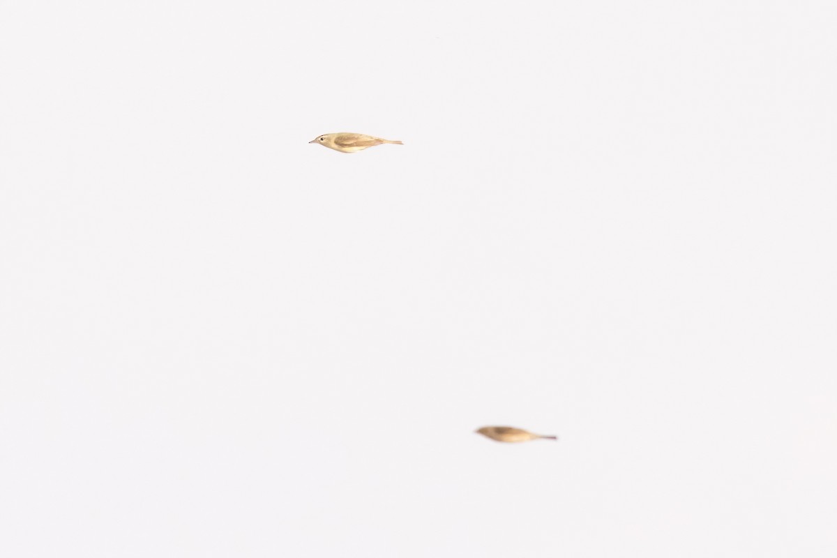 Eastern Warbling Vireo - ML658688868
