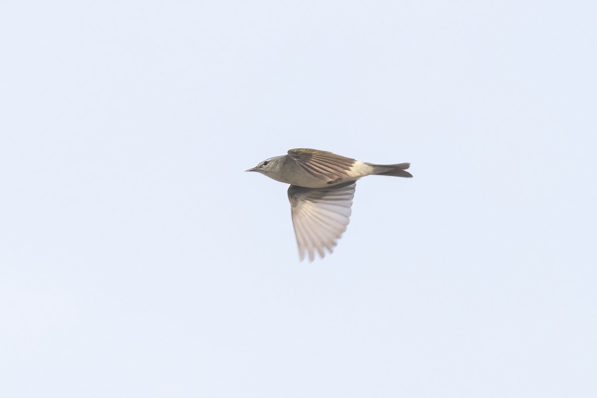 Tennessee Warbler - ML658688915