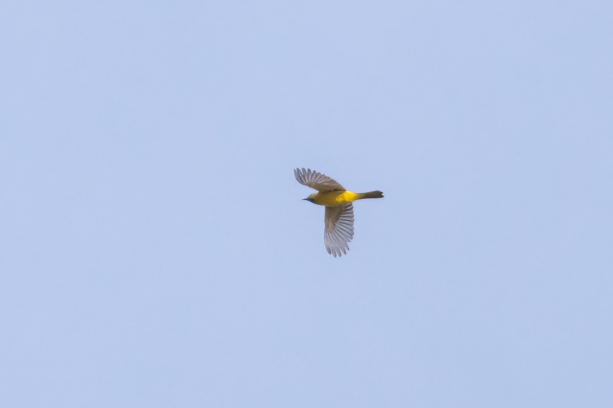 Orchard Oriole - ML658688917