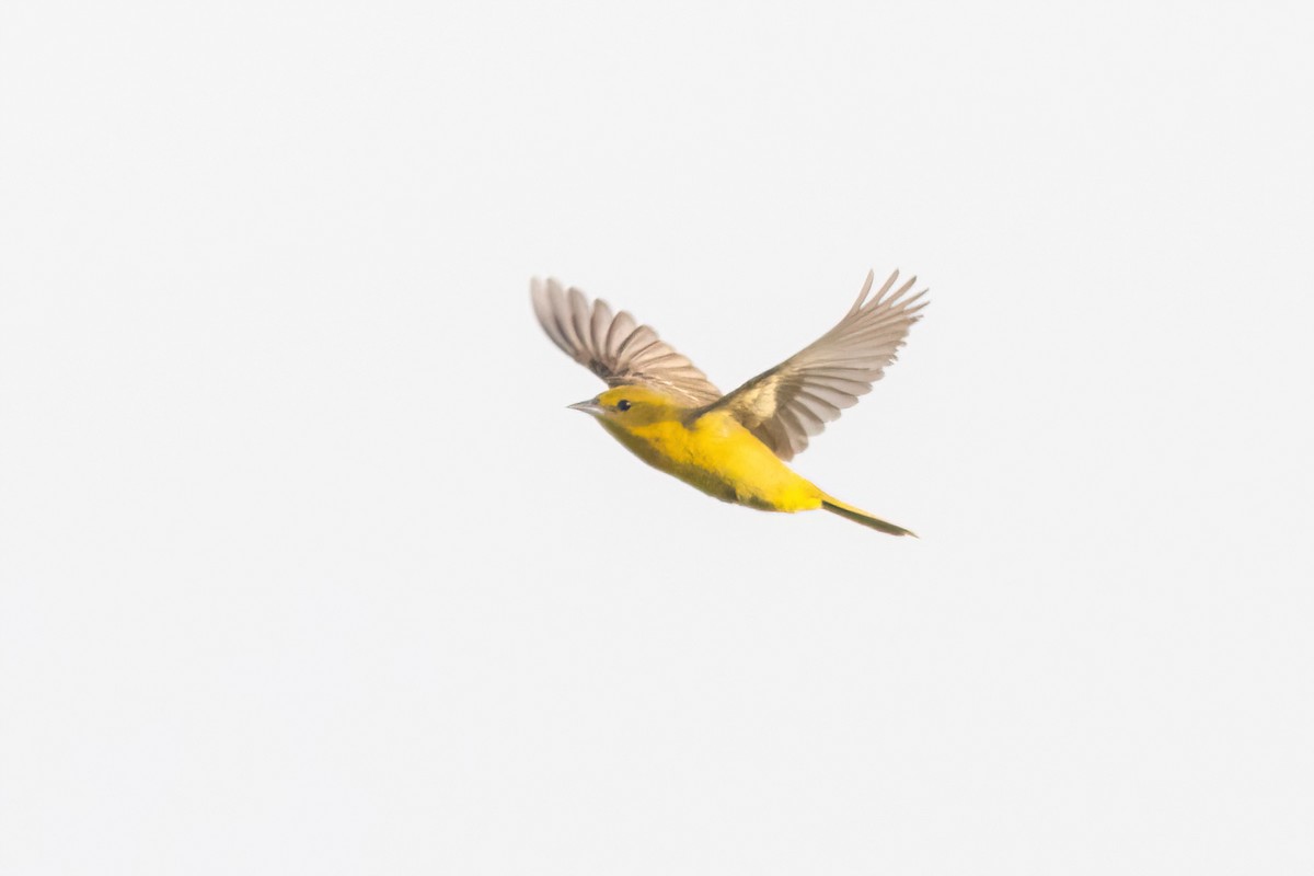 Orchard Oriole - ML658688956