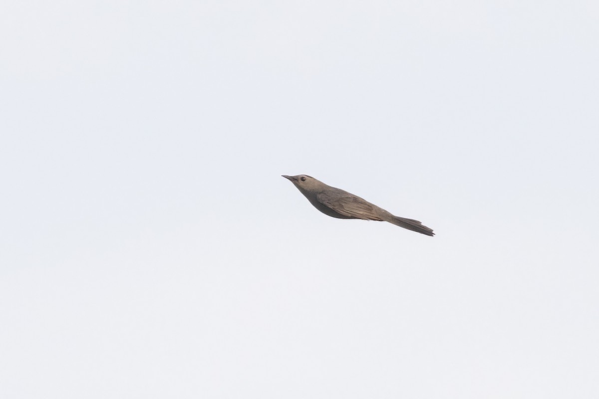 Gray Catbird - ML658688964