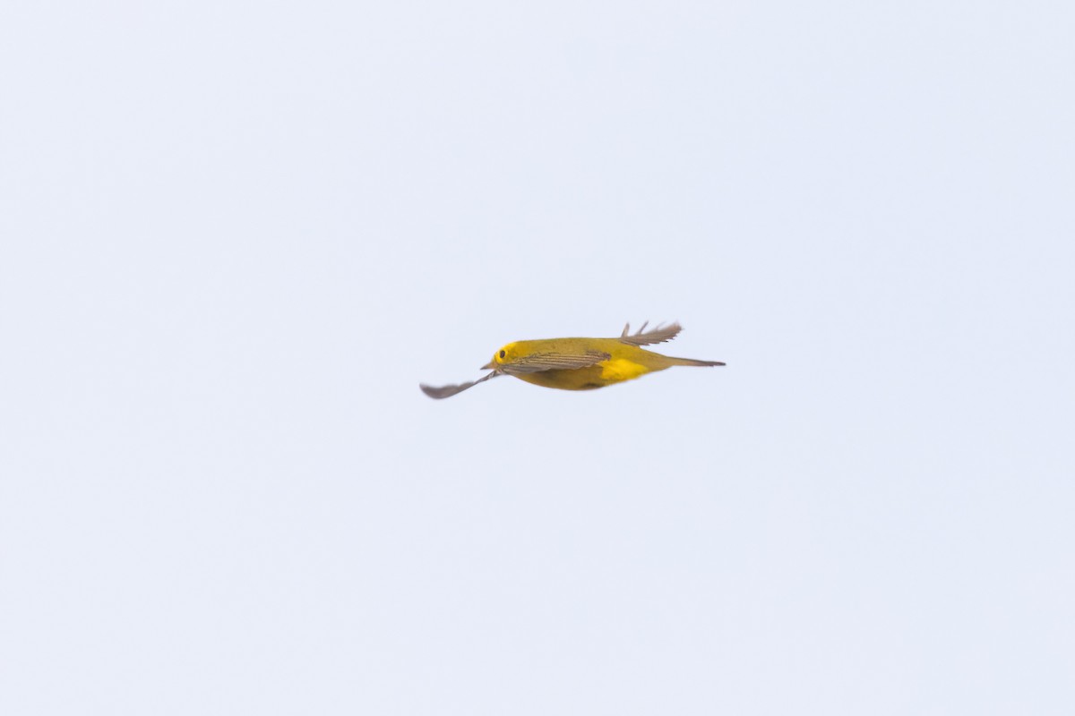 Wilson's Warbler - ML658688971