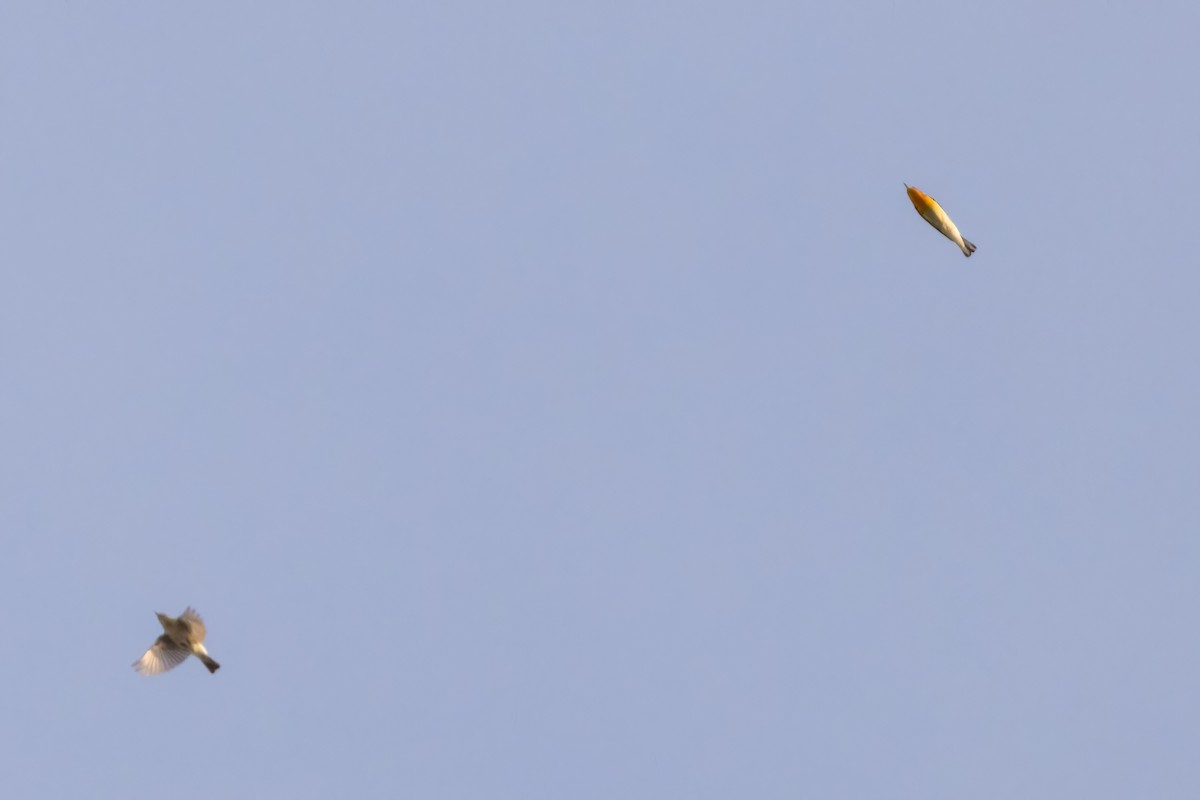 Blackburnian Warbler - ML658688981