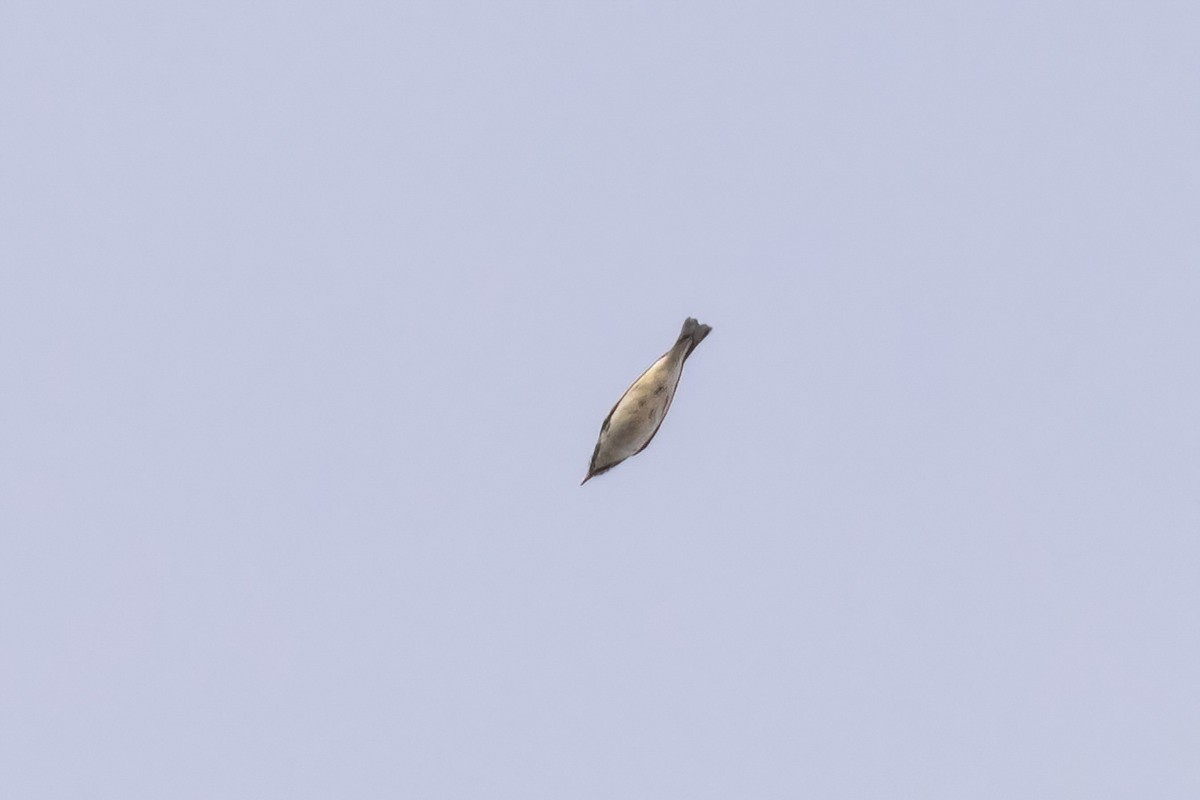 Chestnut-sided Warbler - ML658688986