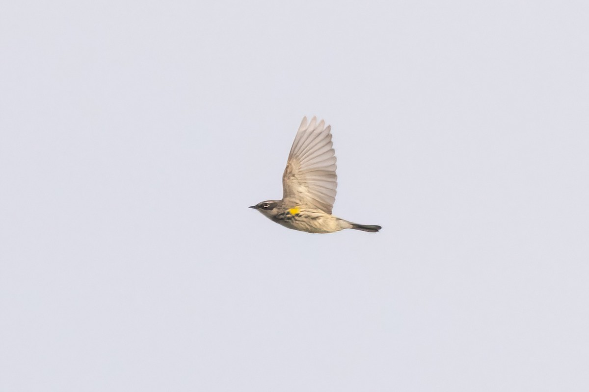 Yellow-rumped Warbler (Myrtle) - ML658689013