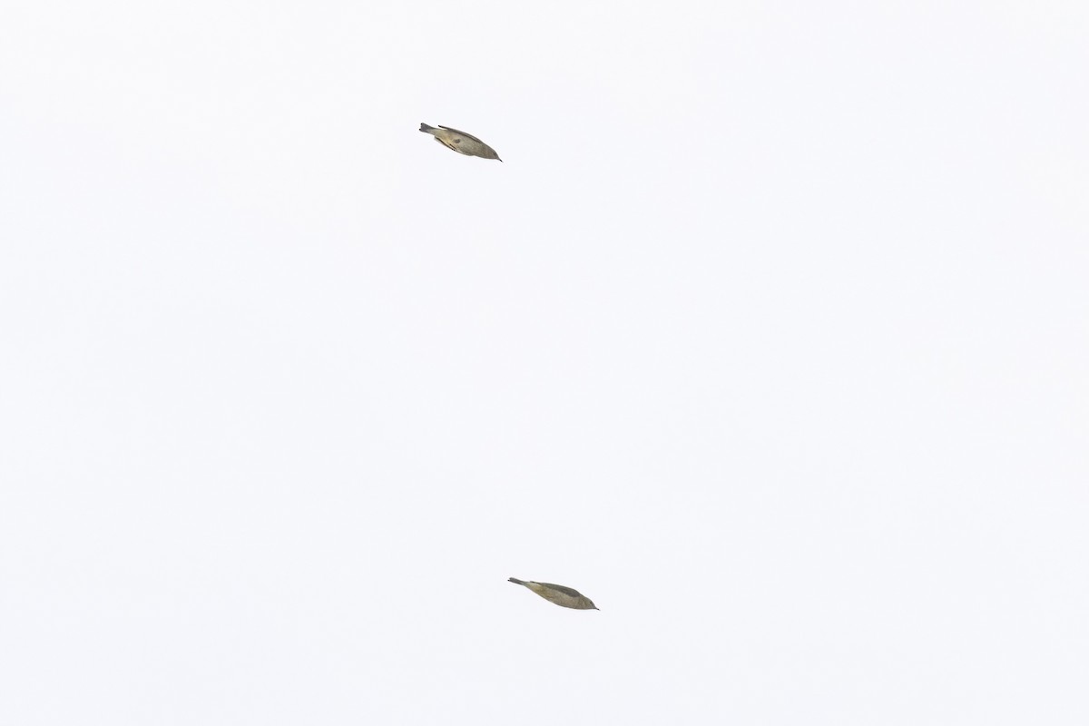 Tennessee Warbler - ML658689019