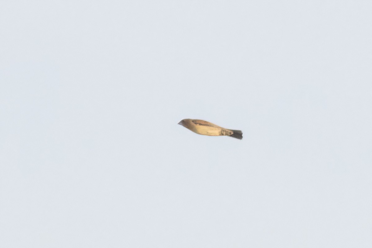 Blue Grosbeak - ML658689025