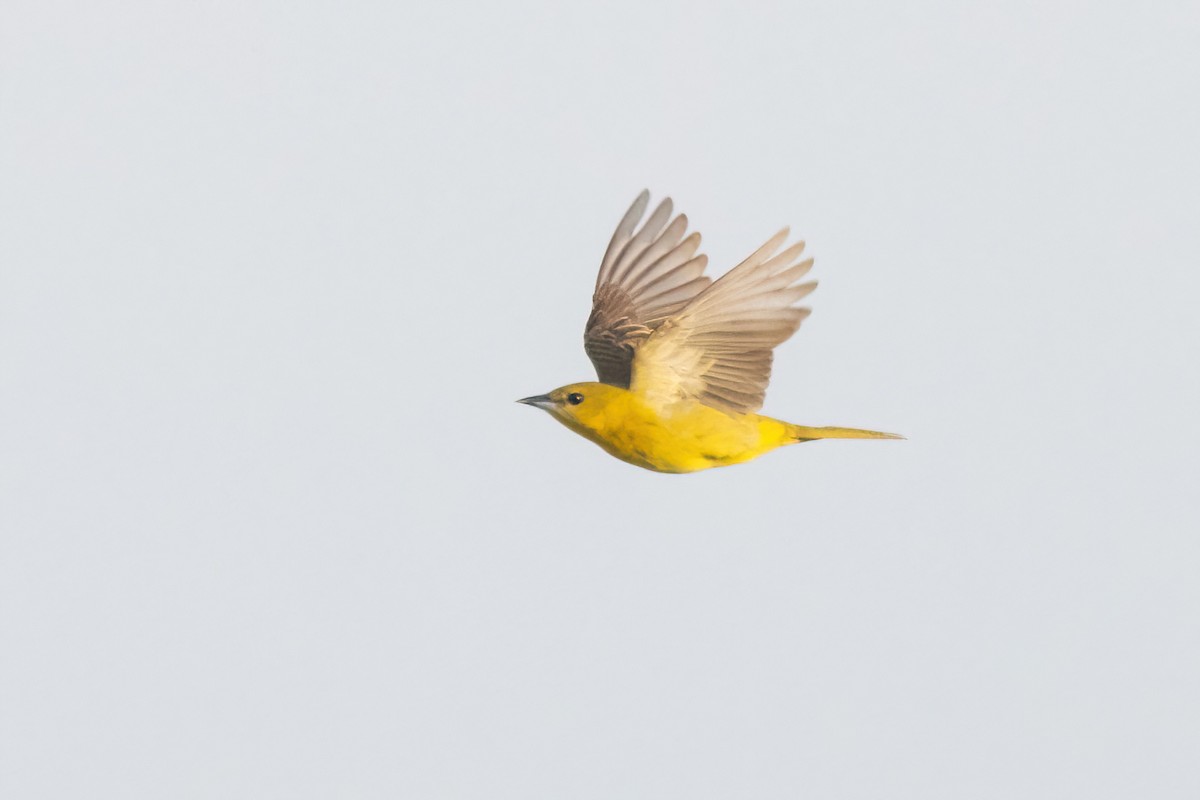 Orchard Oriole - ML658689028